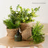14cm Small Seagrass Plant Pots Set of 3
